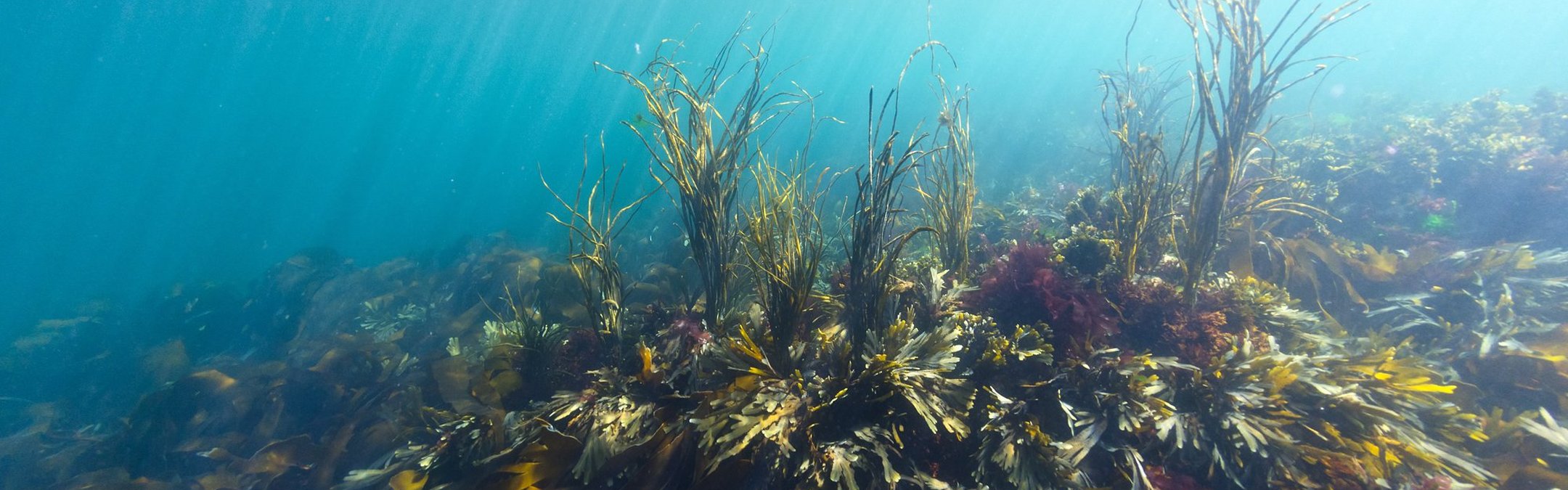 An underwater shot of seaweed