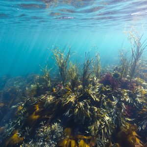 An underwater shot of seaweed