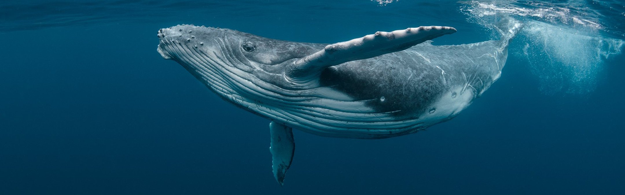 Humpback whale