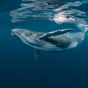 A humpback whale swims close to the surface of the ocean. Its back is slightly arched upwards, showing its characteristic long knobbly flipper and the white ridged underside of its mouth.