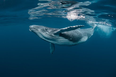 A humpback whale swims close to the surface of the ocean. Its back is slightly arched upwards, showing its characteristic long knobbly flipper and the white ridged underside of its mouth.