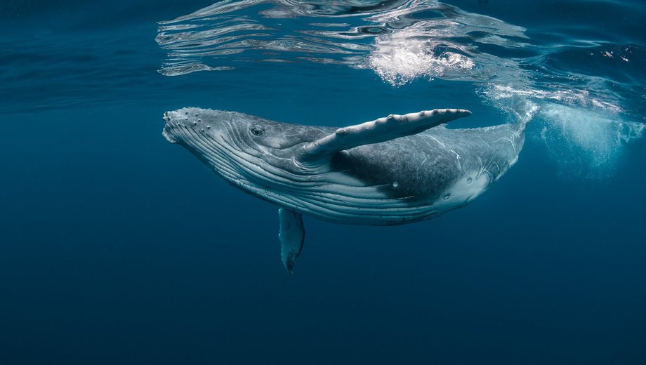 Humpback whale
