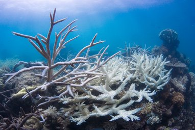 Bleached white corals caused by a heated ocean.