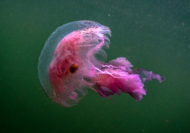 A vibrant pink mauve stinger jellyfish with long, trailing tentacles swims in dark green water.