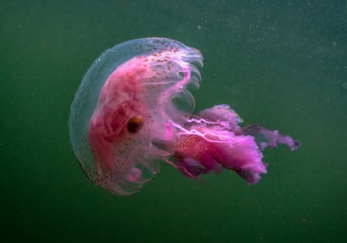 A vibrant pink mauve stinger jellyfish with long, trailing tentacles swims in dark green water.