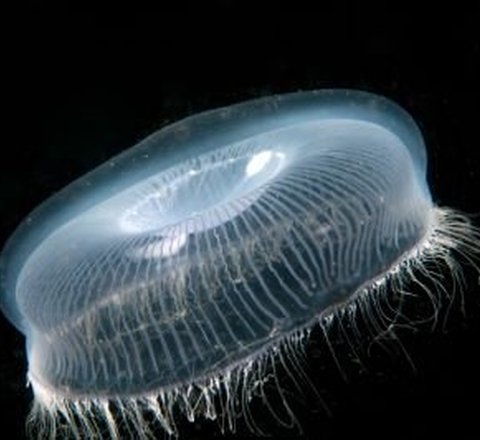 Crystal jellyfish with a ghostly white glow floating against a black background.