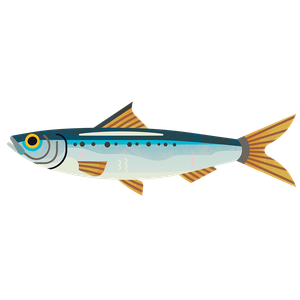 Sardine