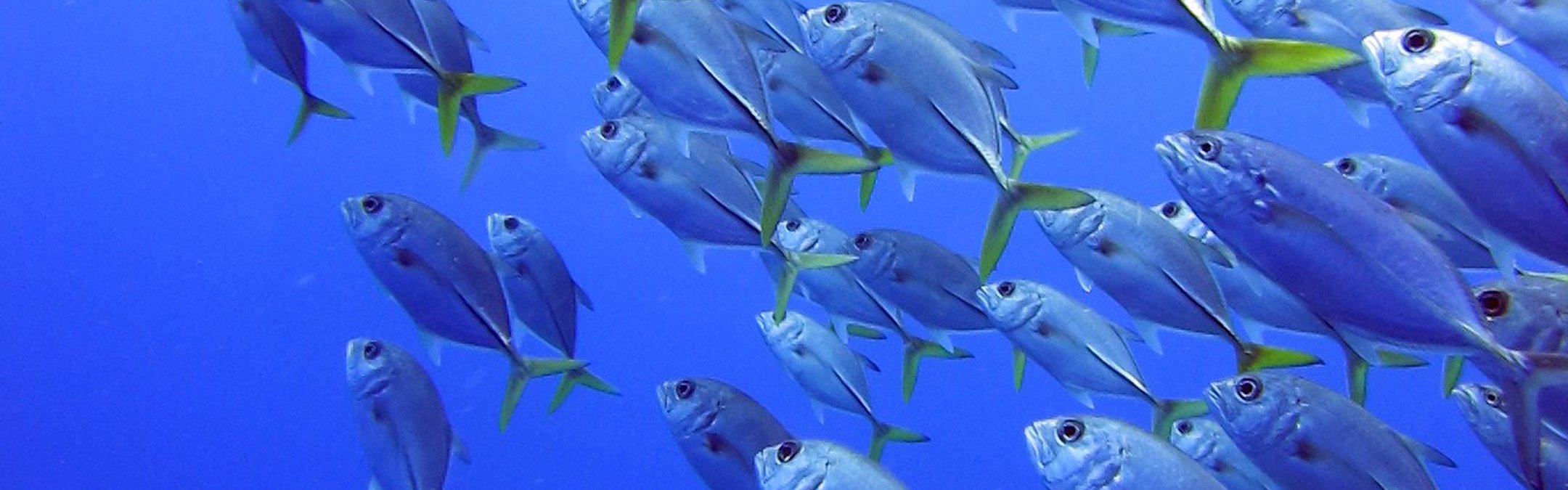 Shoal of horse-eye jack