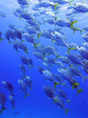 Shoal of horse-eye jack