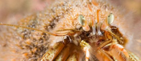 A hermit crab face-on with pale green eyes and its pale orange legs and antennae visible. Its shell is covered in algae, giving it a slightly comical fluffy appearance.