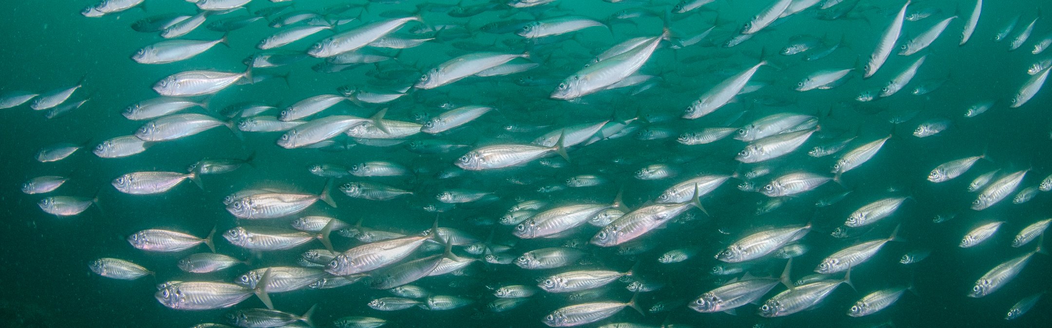 Atlantic mackerel