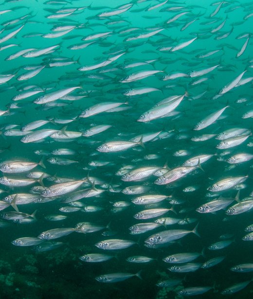 Atlantic mackerel