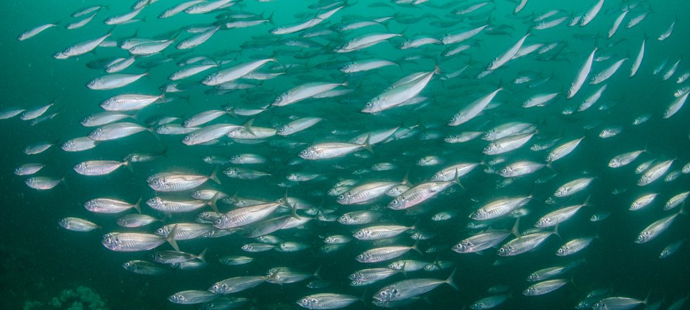 Atlantic mackerel
