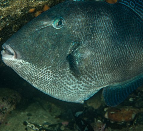 A grey Atlantic triggerfish peeks out from a rocky crevice. It has small dark grey scales while the scales on its underside are paler and have more pronounced white outlines. Characteristic 'thick' lips can be seen while its eye is rimmed teal.