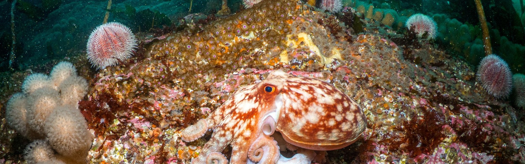 A curled octopus resting on the seabed around Orkney Islands, Scotland