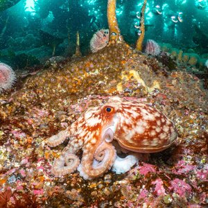 A curled octopus resting on the seabed around Orkney Islands, Scotland