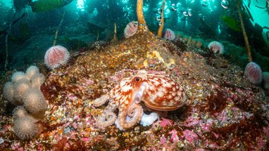 A curled octopus resting on the seabed around Orkney Islands, Scotland