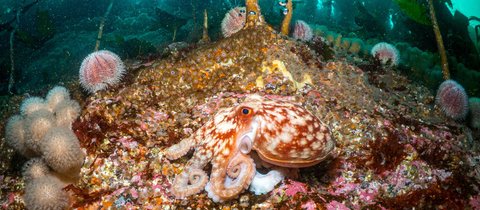 A curled octopus resting on the seabed around Orkney Islands, Scotland