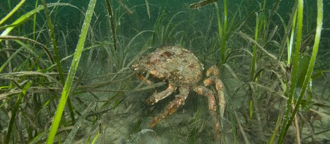 Spiny spider crab