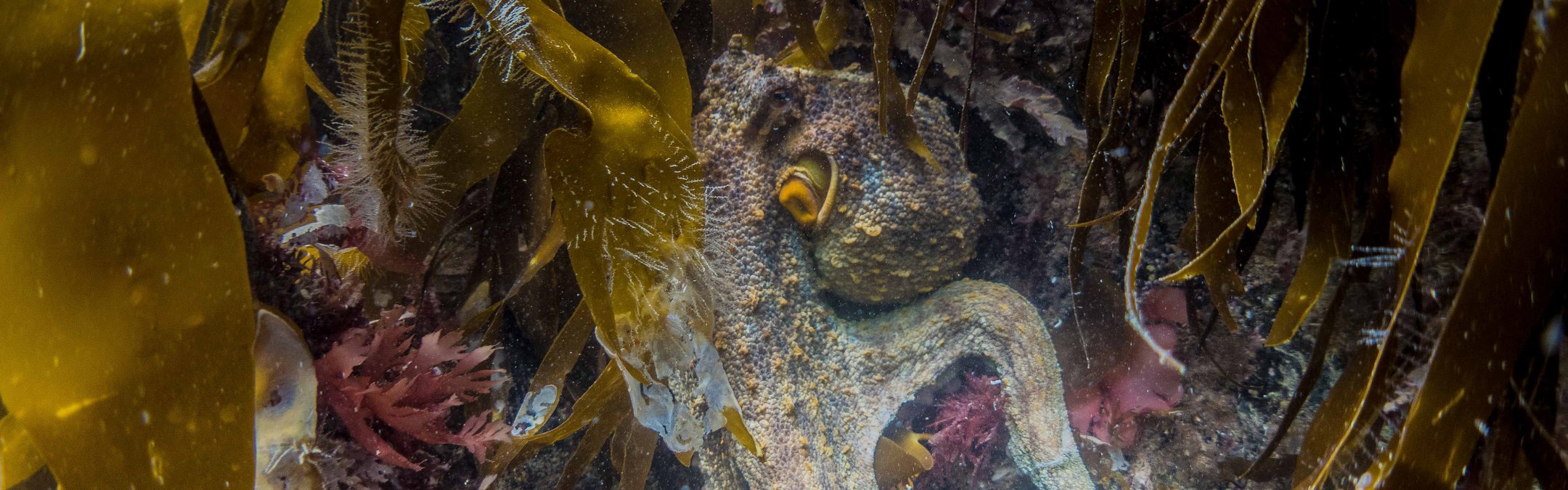 Common octopus