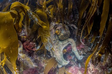 Common octopus underwater partially hidden amongst kelp. In this case its skin is a mottled grey/cream.