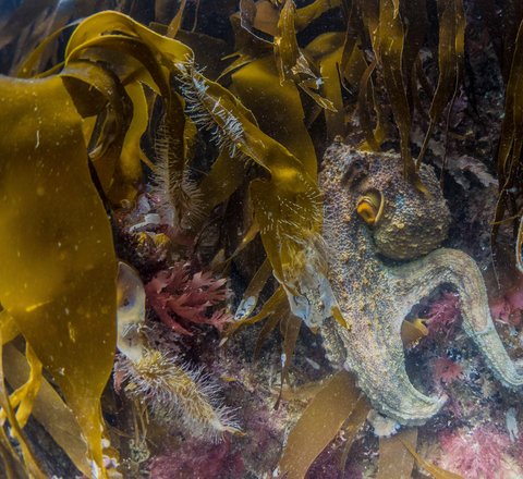 Common octopus underwater partially hidden amongst kelp. In this case its skin is a mottled grey/cream.