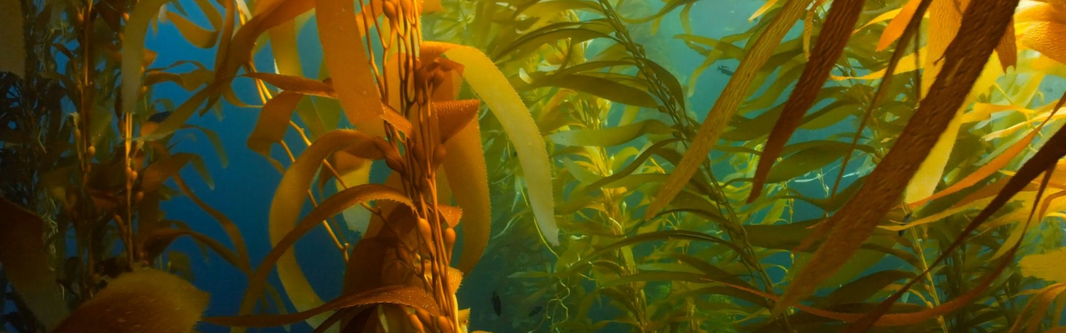 A camera shot of some healthy seaweed underwater