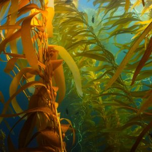 A camera shot of some healthy seaweed underwater