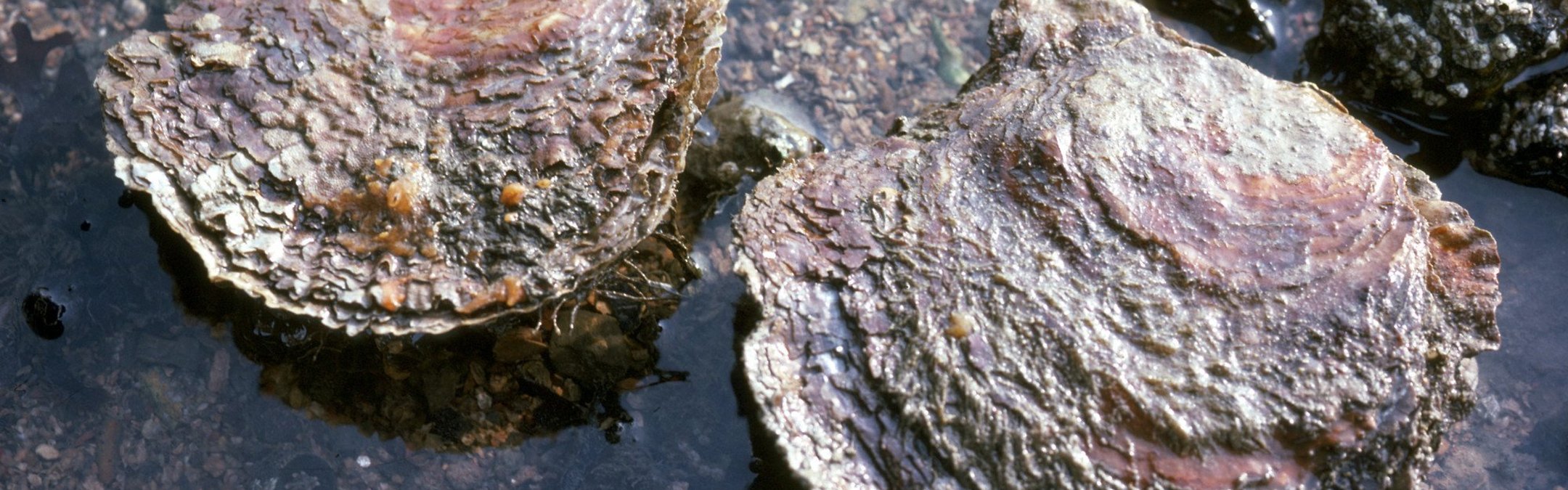 Native oyster