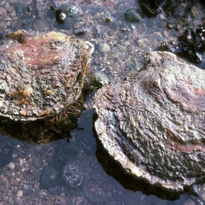 Two native oysters sit in shallow water on a rock. They are around the size of an adult's palm and, apart from the lip of the shell (they are bivalves), they do look very similar to grey rocks!