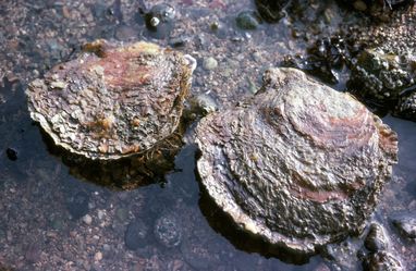 Two native oysters sit in shallow water on a rock. They are around the size of an adult's palm and, apart from the lip of the shell (they are bivalves), they do look very similar to grey rocks!