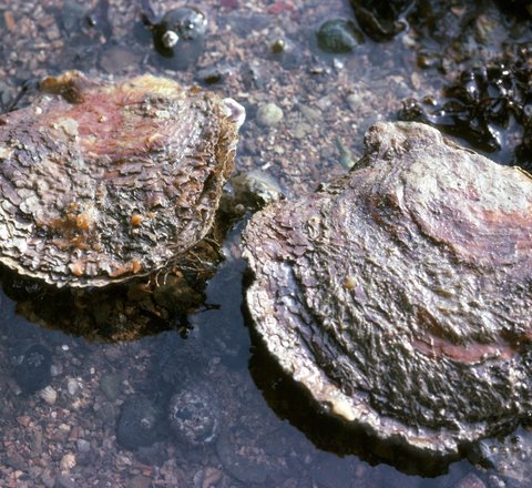 Two native oysters sit in shallow water on a rock. They are around the size of an adult's palm and, apart from the lip of the shell (they are bivalves), they do look very similar to grey rocks!