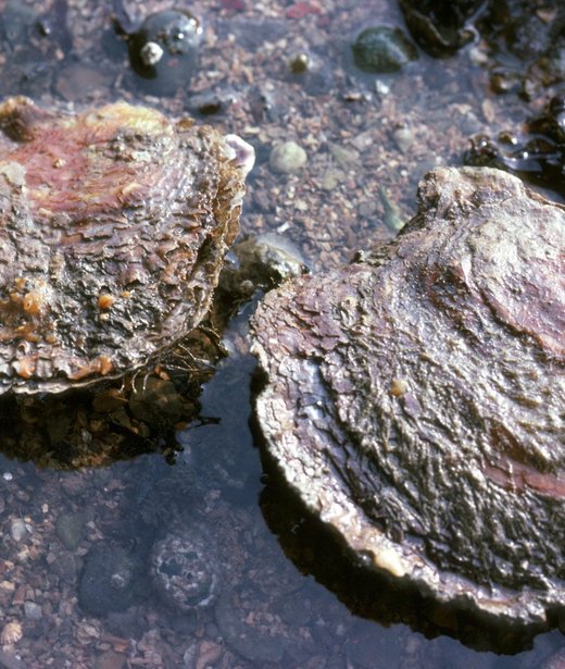 Native oyster