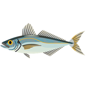 Horse mackerel