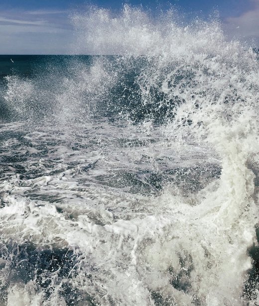 Atlantic herring