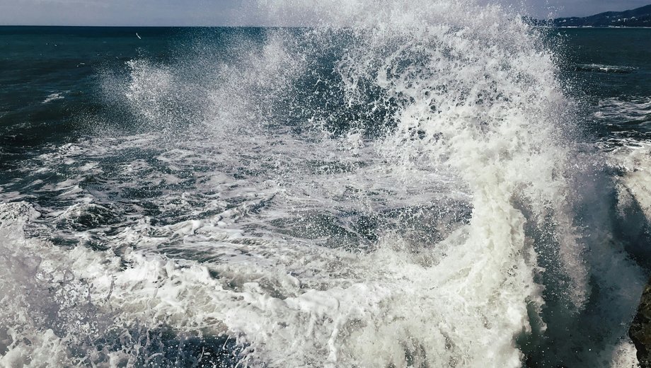 Atlantic herring