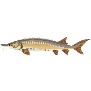 Sturgeon