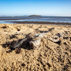 A clump of litter, including a disintegrating wet wipe, is found on a sandy beach in Crammond, Scotland.