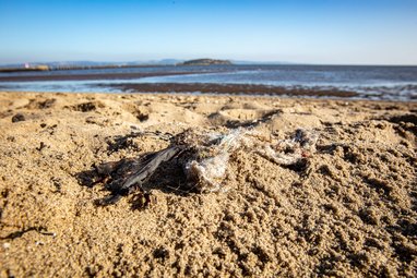 A clump of litter, including a disintegrating wet wipe, is found on a sandy beach in Crammond, Scotland.