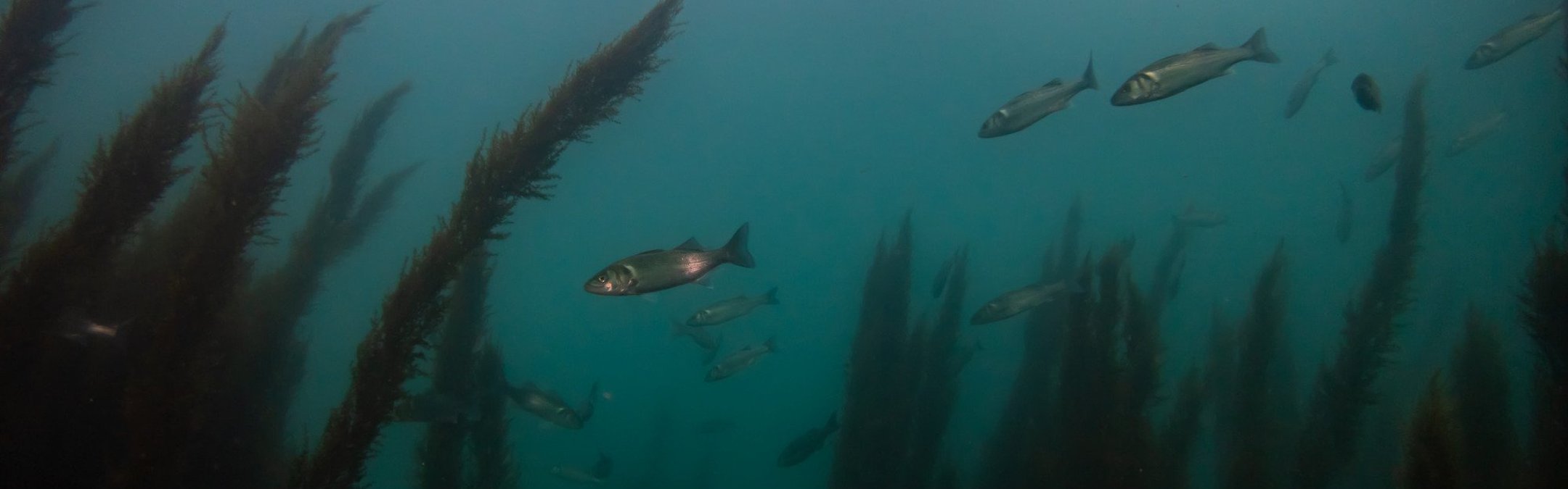 A shoal of seabass swimming through seagrass