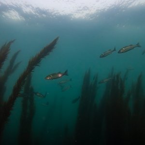 A shoal of seabass swimming through seagrass