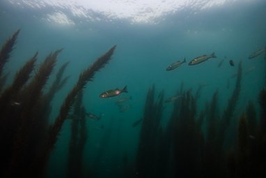 A shoal of seabass swimming through seagrass