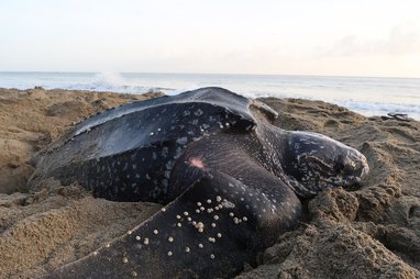This is a Leatherback sea turtle (Dermochelys coriacea), the largest turtle species in the world.