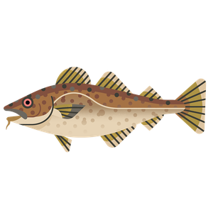 Pacific cod