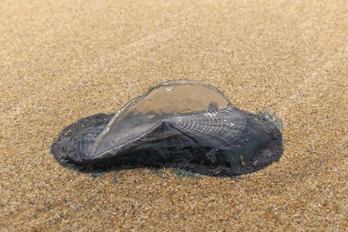 A close up of a by the wind sailor deflated on a beach