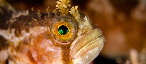 A close up of a Yarrell's blenny looking to the right