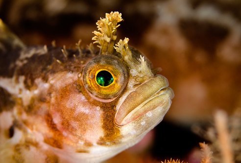 A close up of a Yarrell's blenny looking to the right