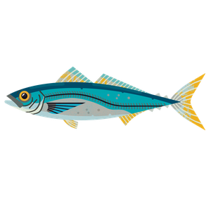 Chilean jack mackerel
