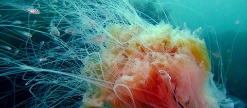 Lion's mane jellyfish