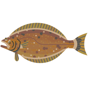 Atlantic halibut